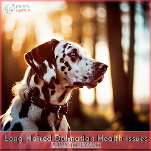 Long Haired Dalmatian Health Issues