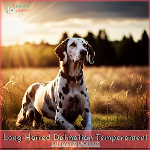 Long Haired Dalmatian Temperament