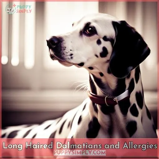 Long Haired Dalmatians and Allergies