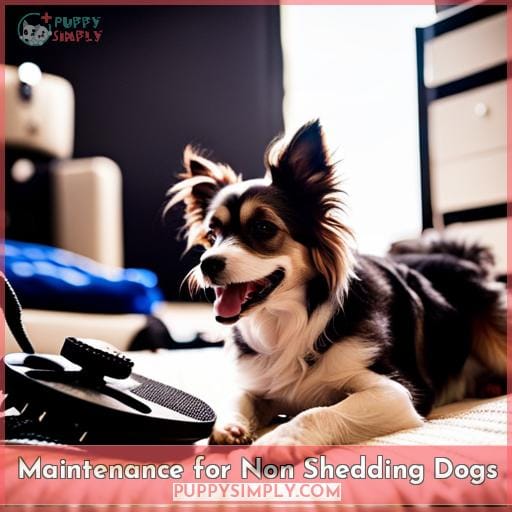Maintenance for Non Shedding Dogs