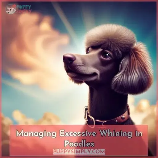 Managing Excessive Whining in Poodles