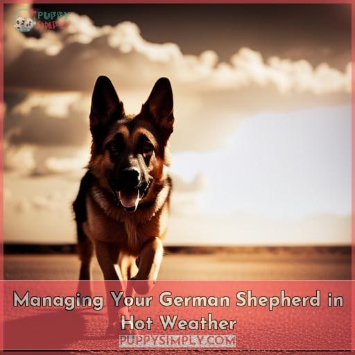 Managing Your German Shepherd in Hot Weather