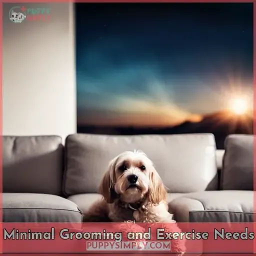 Minimal Grooming and Exercise Needs