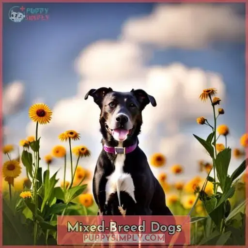 Mixed-Breed Dogs