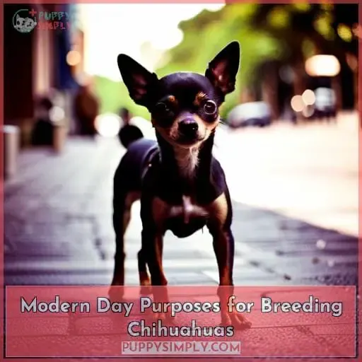 Modern Day Purposes for Breeding Chihuahuas