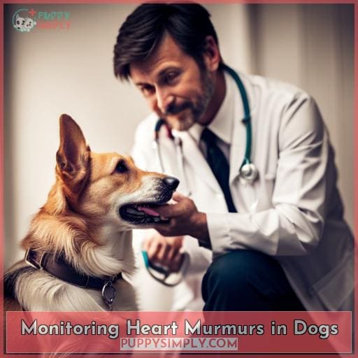 Monitoring Heart Murmurs in Dogs