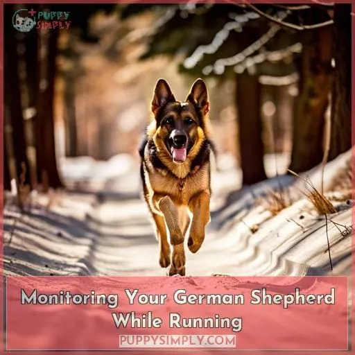 Monitoring Your German Shepherd While Running