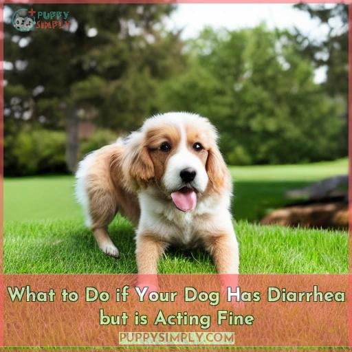 what-to-do-if-your-dog-has-diarrhea-but-is-acting-fine