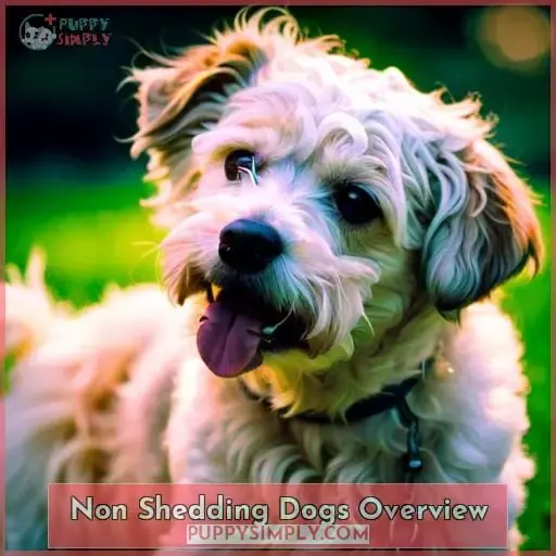 Non Shedding Dogs Overview
