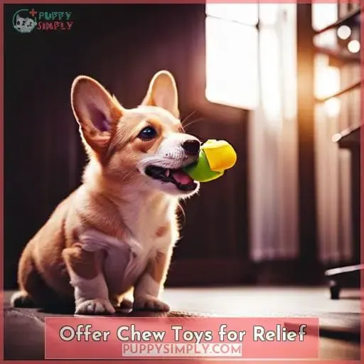 Offer Chew Toys for Relief