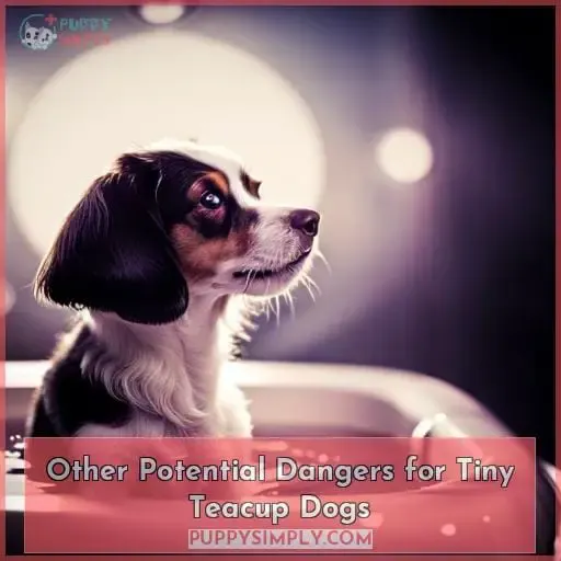 Other Potential Dangers for Tiny Teacup Dogs