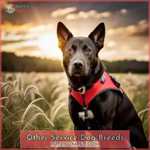 Other Service Dog Breeds