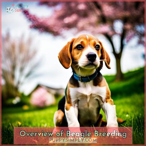 When Is the Optimal Age for Breeding Beagles Responsibly?