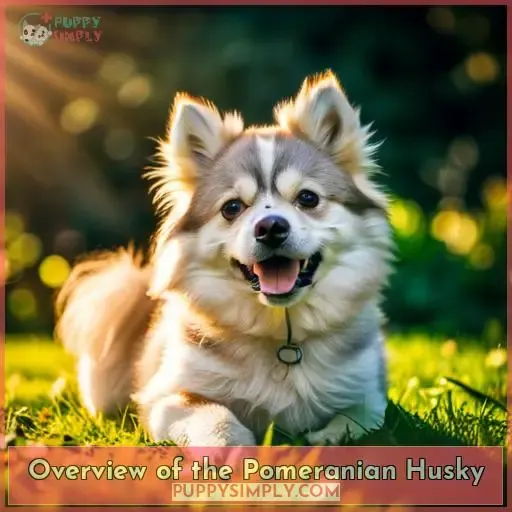 Overview of the Pomeranian Husky