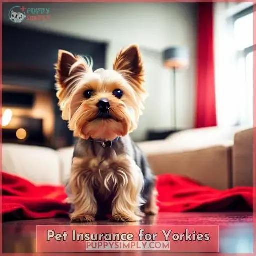 Pet Insurance for Yorkies