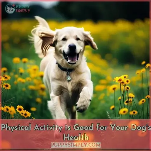 Physical Activity is Good for Your Dog
