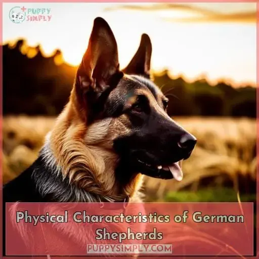 Physical Characteristics of German Shepherds
