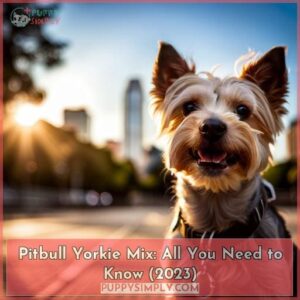 pitbull yorkie mix