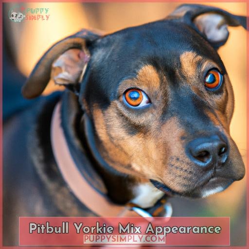 Pitbull Yorkie Mix: a Feisty and Lovable Small Dog Breed Hybrid