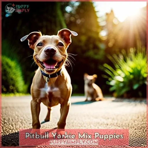 Pitbull Yorkie Mix Puppies