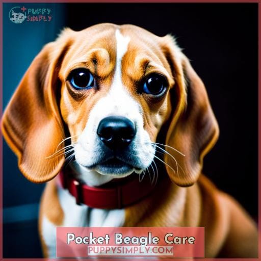 Pocket Beagle Care