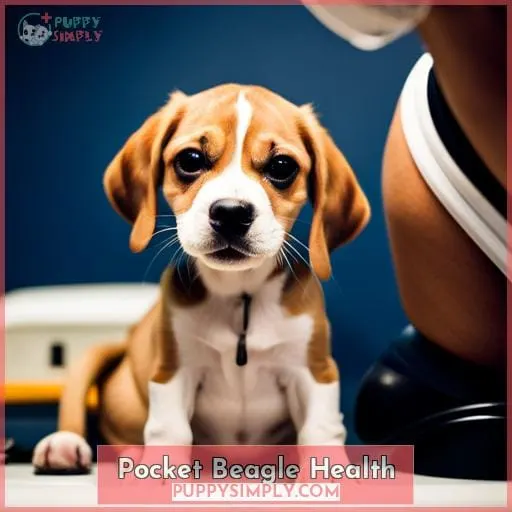 Pocket Beagle Health