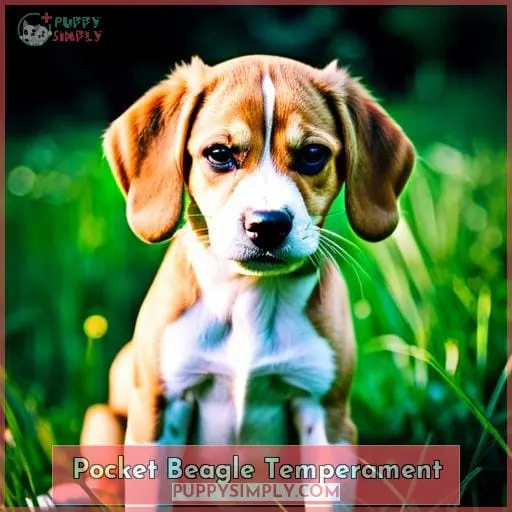 Pocket Beagle Temperament