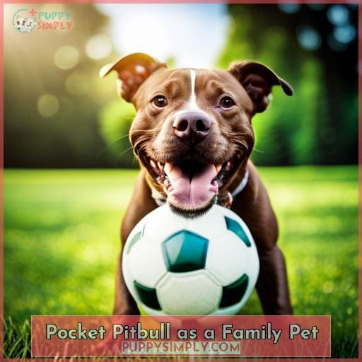 Pocket Pitbull as a Family Pet