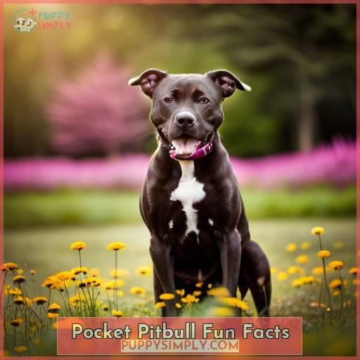 Pocket Pitbull Fun Facts