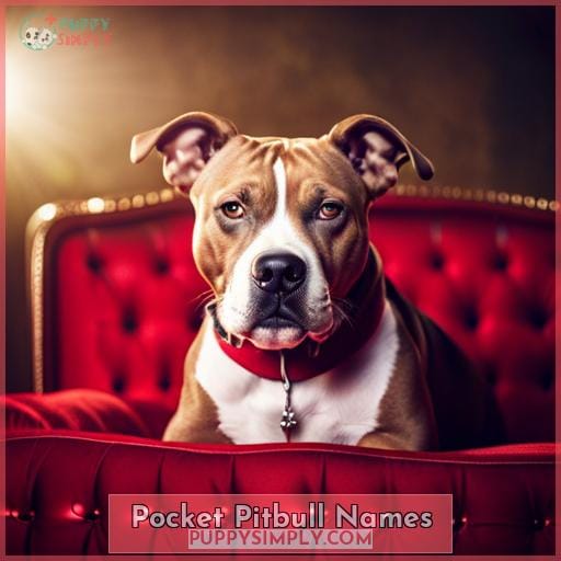 Pocket Pitbull Names