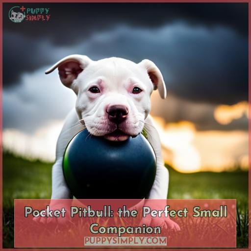 Pocket Pitbull The Perfect Small Companion