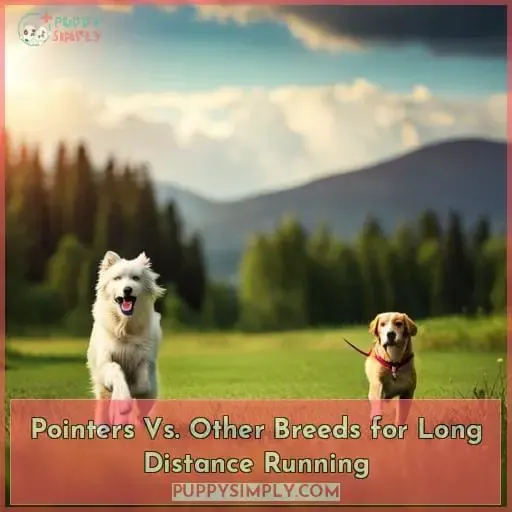 Pointers Vs. Other Breeds for Long Distance Running