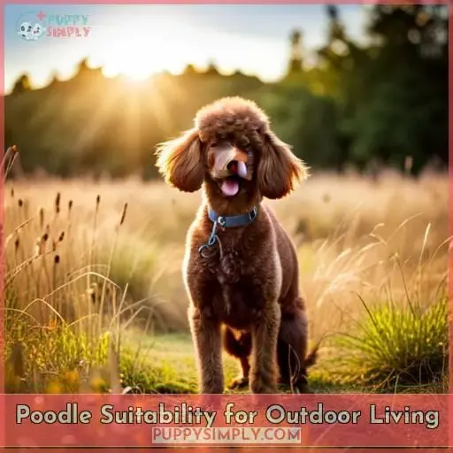 Poodle Suitability for Outdoor Living