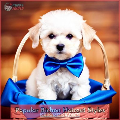 Popular Bichon Haircut Styles