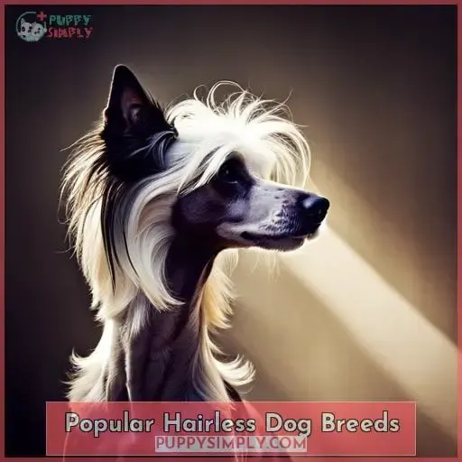 Popular Hairless Dog Breeds