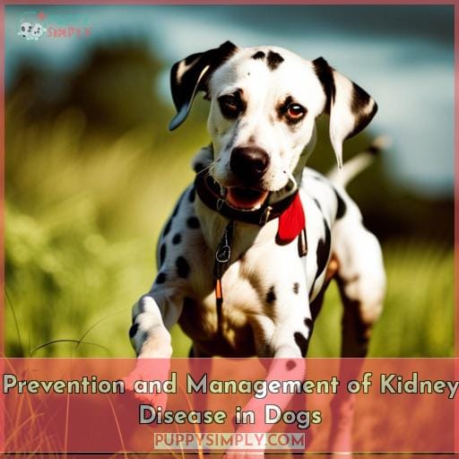Prevention and Management of Kidney Disease in Dogs