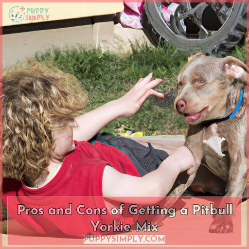 Pros and Cons of Getting a Pitbull Yorkie Mix