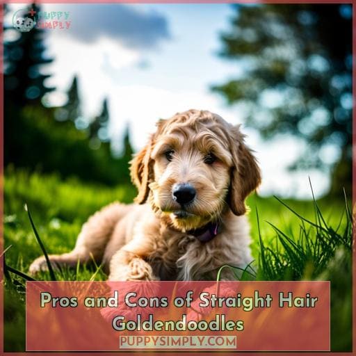 Pros and Cons of Straight Hair Goldendoodles