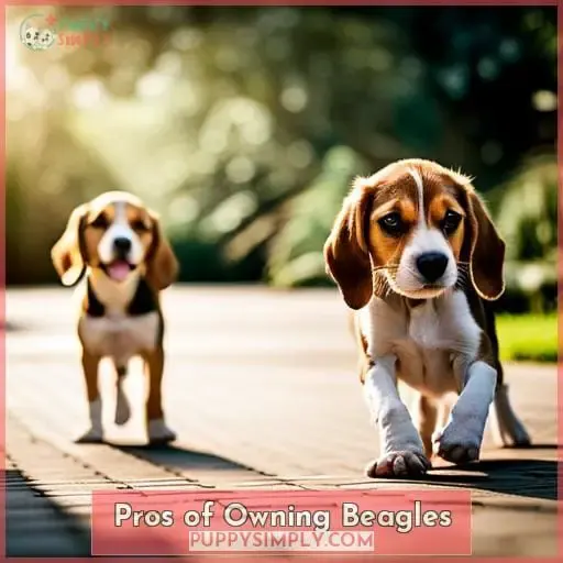 Pros of Owning Beagles