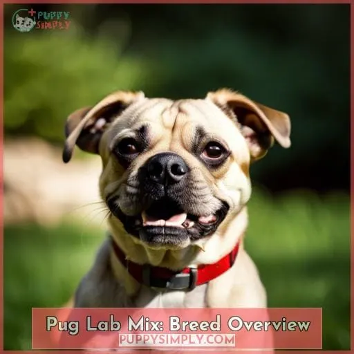 Pug Lab Mix: Breed Overview