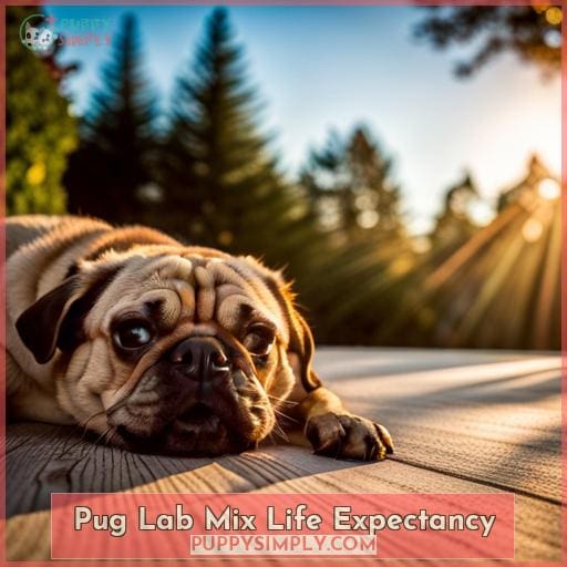 Pug Lab Mix Life Expectancy