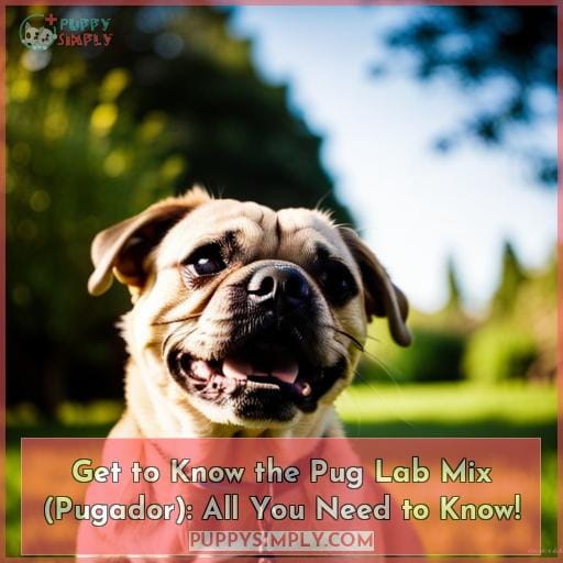Pug Lab Mix Pugador the Playful Pup That Steals Hearts