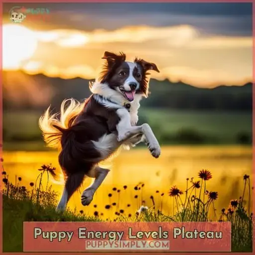 Puppy Energy Levels Plateau
