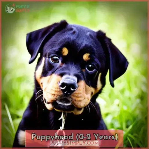 Puppyhood (0-2 Years)