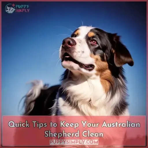 Quick Tips to Keep Your Australian Shepherd Clean