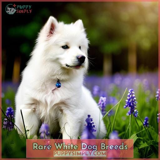 Rare White Dog Breeds