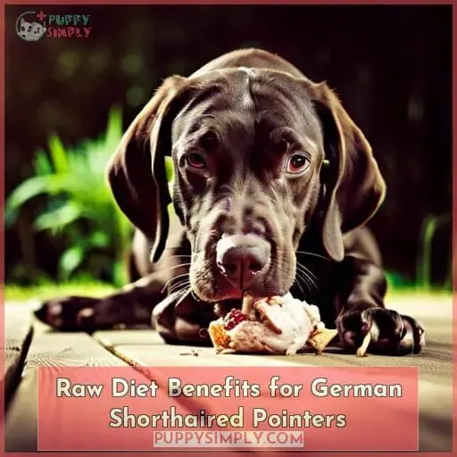 Raw Diet Benefits for German Shorthaired Pointers