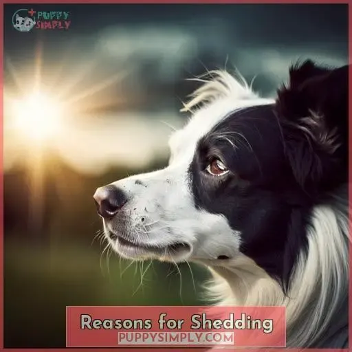 Reasons for Shedding