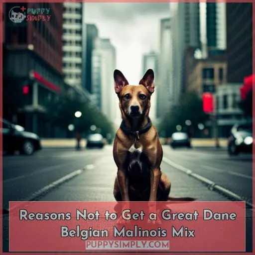 Reasons Not to Get a Great Dane Belgian Malinois Mix
