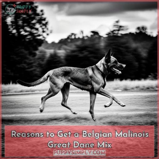Reasons to Get a Belgian Malinois Great Dane Mix